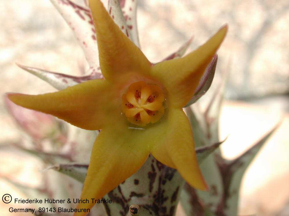Orbea denboefii Suculentas, Jardinagem, Cactos