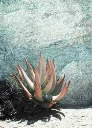 Fig. 2: A typical, relatively moist microsite at the foot of a rock face.