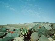 Fig. 3: Flowering Aloe asperifolia among block debris on a dolerite ridge.