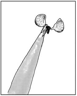 Pollinarium