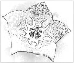 Blütenaufbau Larryleachia marlothii.