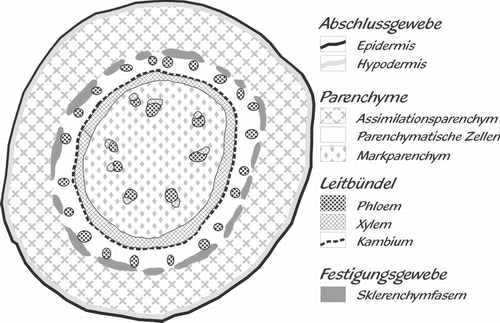 Spross-Anatomie bei Ceropegien