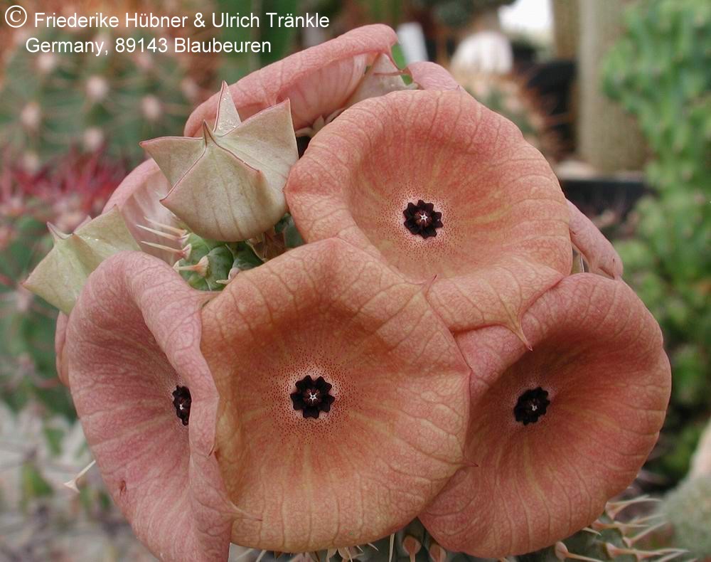 Fig. 1: Peak flowering.