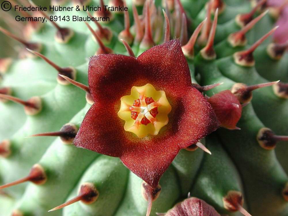 Hoodia
officinalis Blütennah-aufnahme.