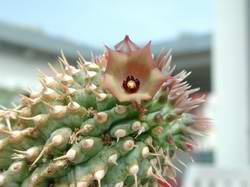 Hoodia
officinalis subsp. delaetianum , eine nur in kleinem Areal
verbreitete Unterart.