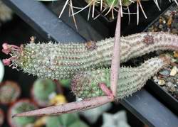Frucht von Hoodia
pedicellata (Handbestäubung).