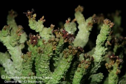 Anomalluma dodsoniana 009 – Asclepidarium