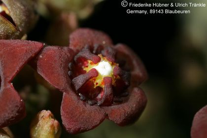 Anomalluma dodsoniana 012 – Asclepidarium
