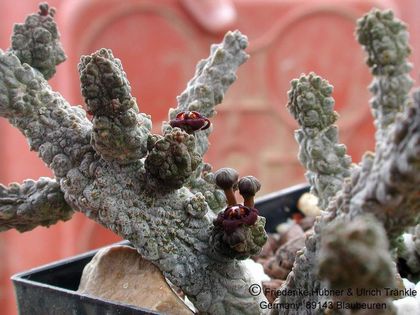 Anomalluma dodsoniana 1 – Asclepidarium