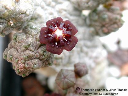 Anomalluma dodsoniana 4 – Asclepidarium