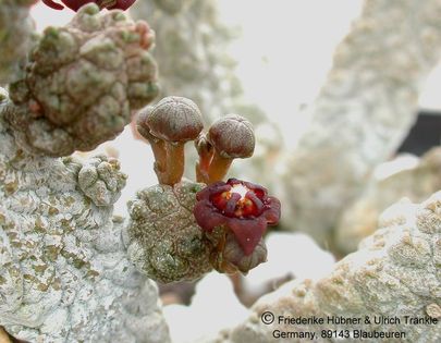 Anomalluma dodsoniana 5 – Asclepidarium