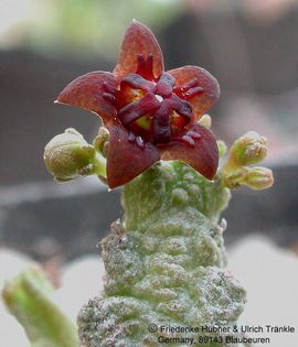 Anomalluma mccoyi 3 – Asclepidarium