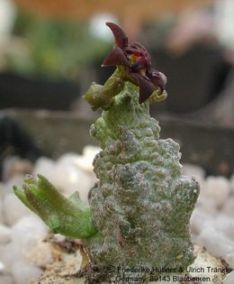 Anomalluma mccoyi 4 – Asclepidarium