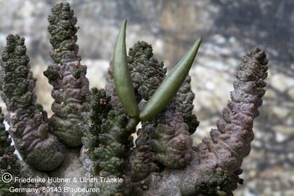 Anomalluma mccoyii fruit 001 – Asclepidarium