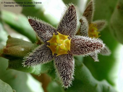 Apteranthes buchardii subsp. burchardii (Plapp-Klon) 002 – Asclepidarium