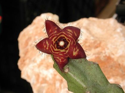 Apteranthes europae x Boucerosia frerei 001 – Asclepidarium