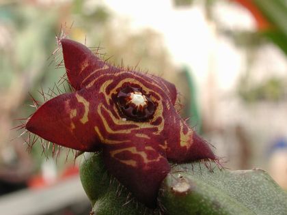 Apteranthes europae x Boucerosia frerei 002 – Asclepidarium