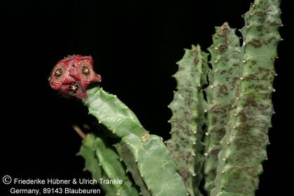Apteranthes europaea var. europaea (kleinblütige Form) (FH08,108) 001 – Asclepidarium