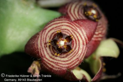 Apteranthes europaea var. europaea (kleinblütige Form) (FH08,108) 003 – Asclepidarium