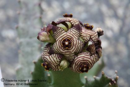 Apteranthes europaea var. europaea (var. gussoneana) 001 – Asclepidarium