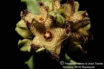 Apteranthes europaea var. judaica (negevensis) 004 – Asclepidarium