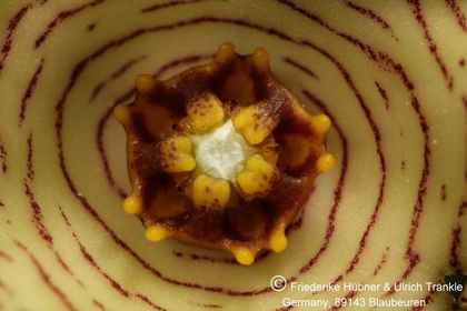 Apteranthes europaea var. judaica (negevensis) 010 – Asclepidarium