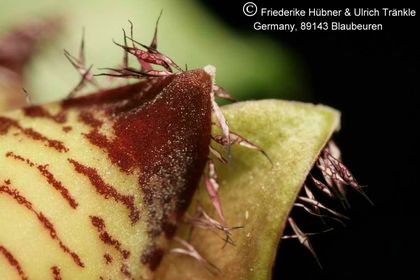 Apteranthes europaea var. judaica (negevensis) 011 – Asclepidarium