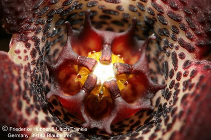 Apteranthes joannis (FH03,003) 004 – Asclepidarium