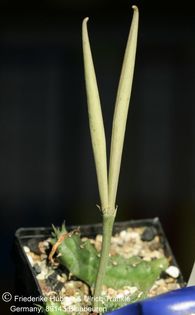 Ballyanthus prognathus (FH07,164) 008 – Asclepidarium