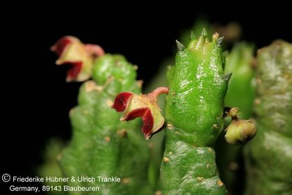 Baynesia lophophora (FH08,001) 002 – Asclepidarium
