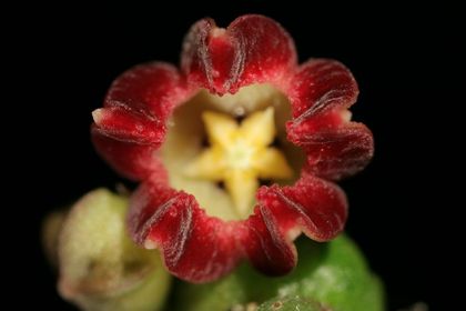 Baynesia lophophora (FH08,001) 005 – Asclepidarium