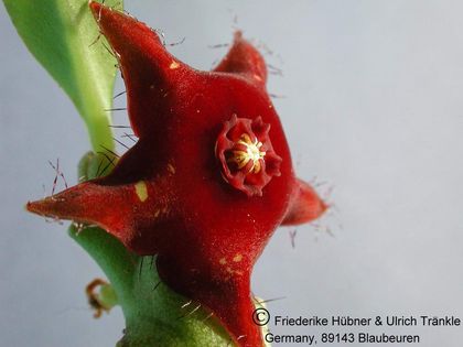 Boucerosia frerei 002 – Asclepidarium
