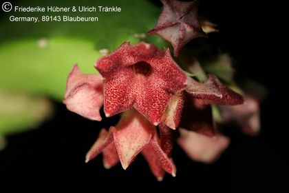 Boucerosia procumbens (FH04,069) 004 – Asclepidarium