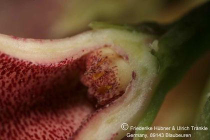 Boucerosia procumbens (FH04,069) 007 – Asclepidarium