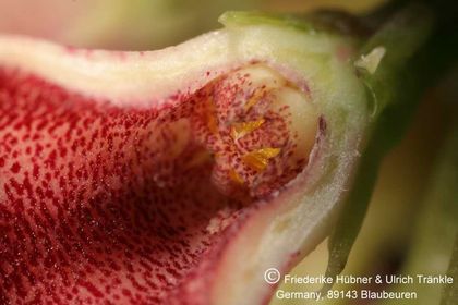 Boucerosia procumbens (FH04,069) 008 – Asclepidarium