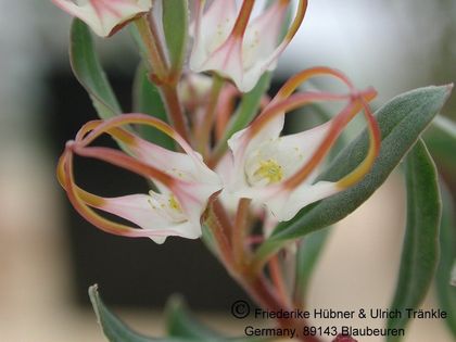 Brachystelma angustum Blüte nah2 – Asclepidarium