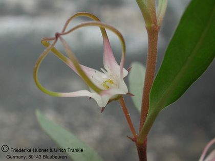 Brachystelma angustum (type locality) 002 – Asclepidarium
