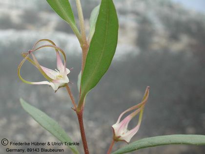 Brachystelma angustum (type locality) 003 – Asclepidarium