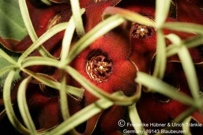 Brachystelma barberae (Exotica Clon) 008 – Asclepidarium