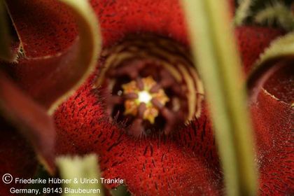 Brachystelma barberae (Exotica Clon) 014 – Asclepidarium