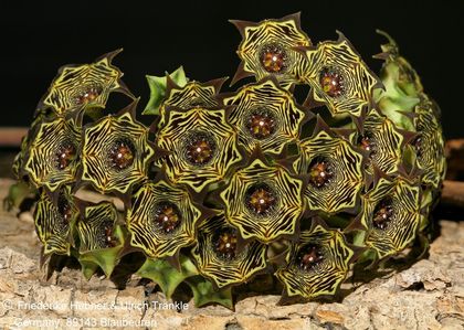 Brachystelma buchananii (FH09,078) (stacking) 001 – Asclepidarium