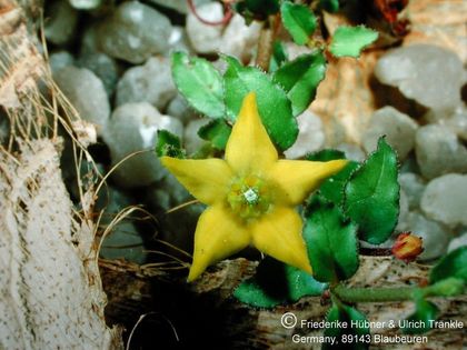 Brachystelma caffrum Blüte – Asclepidarium