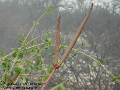Brachystelma caffrum (Stutterheim, RSA) 001 – Asclepidarium