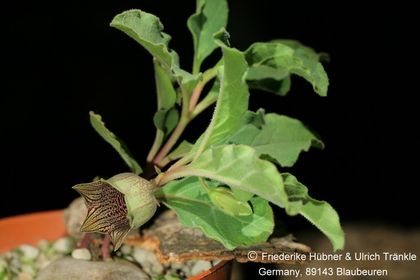 Brachystelma campanulata (FH09,081) 001 – Asclepidarium