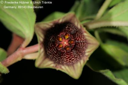 Brachystelma campanulata (FH09,081) 006 – Asclepidarium