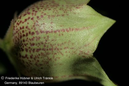 Brachystelma campanulata (FH09,081) 010 – Asclepidarium