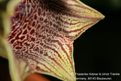 Brachystelma campanulata (FH09,081) 011 – Asclepidarium