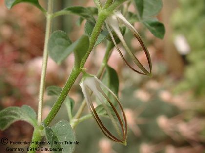 Brachystelma circinatum (Waterval, RSA) 001 – Asclepidarium
