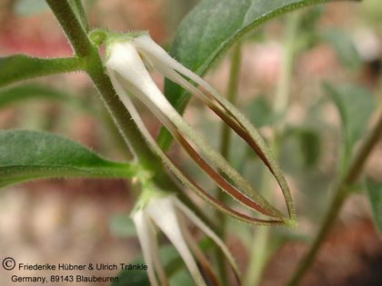 Brachystelma circinatum (Waterval, RSA) 003 – Asclepidarium