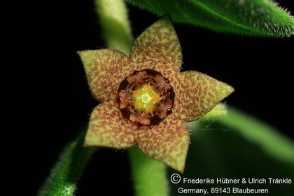 Brachystelma dinteri (FH07,062) 002 – Asclepidarium